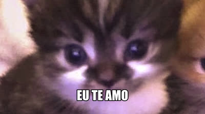 gatinho