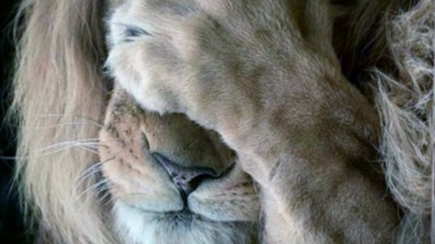 Chinese Man ( ordinary man ) , تشايناز مان