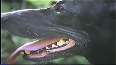 PEPPER SCOTT WEB TV PLUGGED IN ROGERS COMMUNITY 10