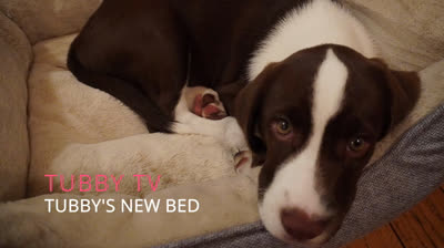 TUBBY TV   TUBBYS  NEW BED